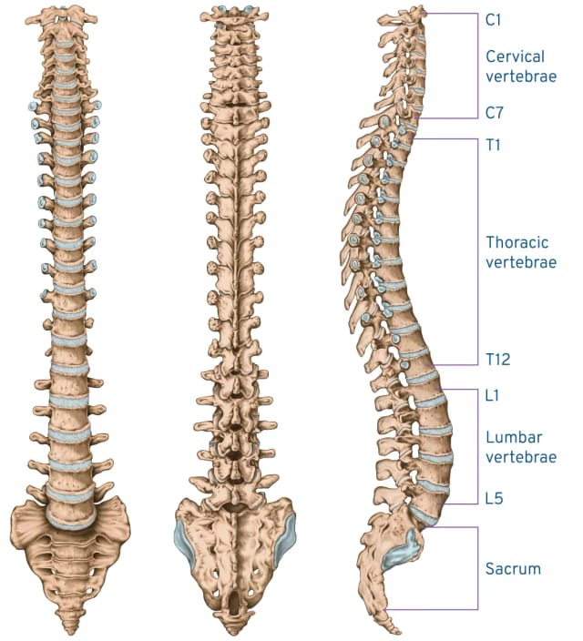 Anatomy Image: Spine